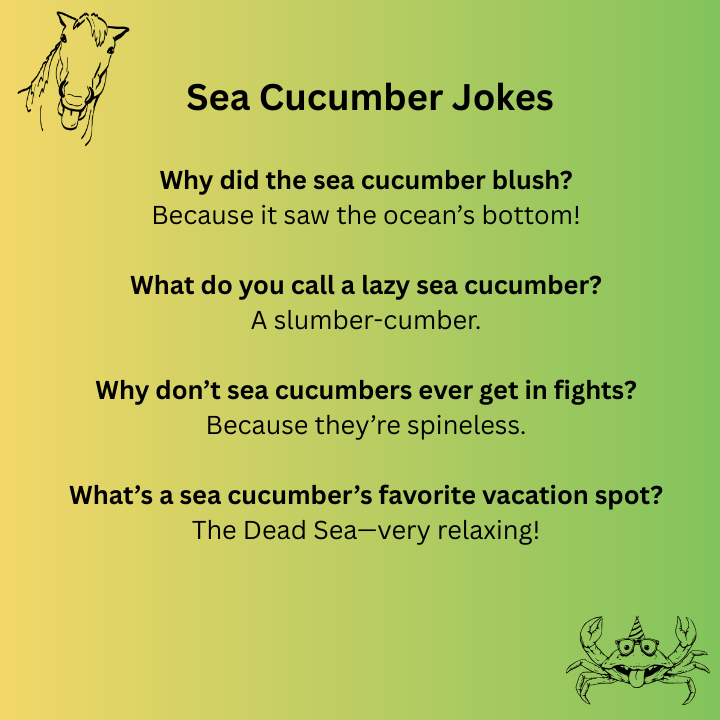 Sea Cucumber Jokes